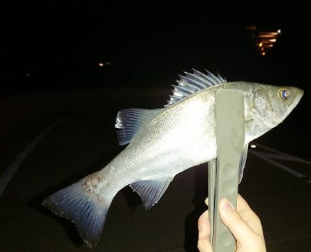 アジが渋いような気がする